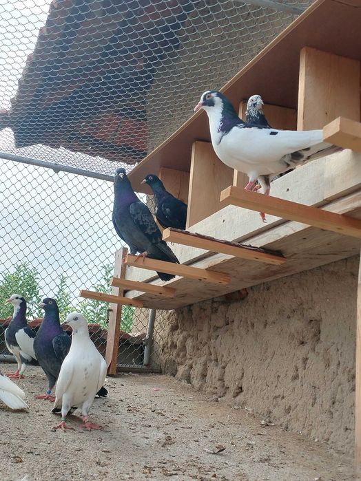 Гълъби Пазарджишки високолетачи Ловени чужди,