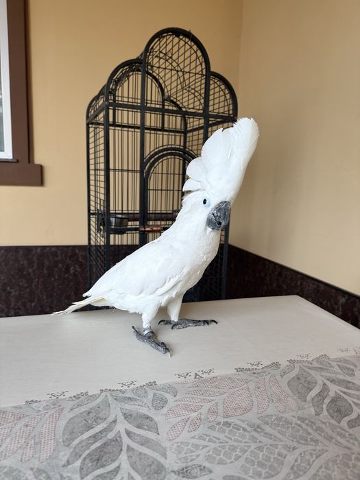 Бело Хохлый Какаду сотилади 2 ёш, ручной гапиради, умумам бакирмиди.