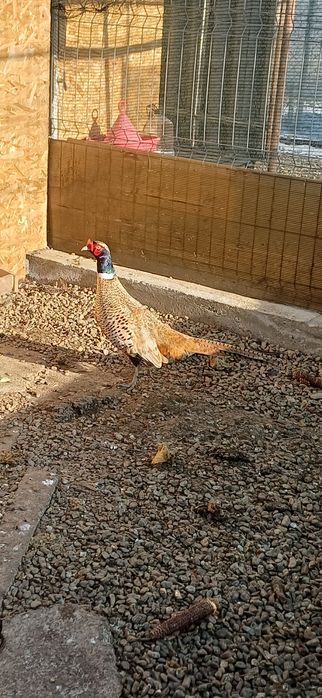 Mascul fazan platină 2025