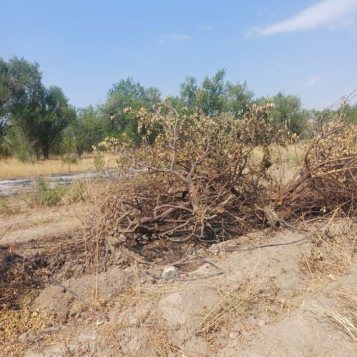 Отдам дрова яблони.