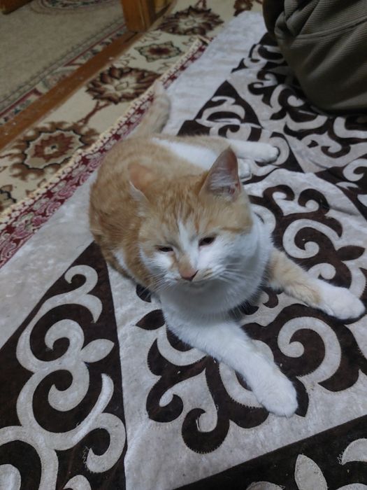 Кошка нужно за ними ухаживать