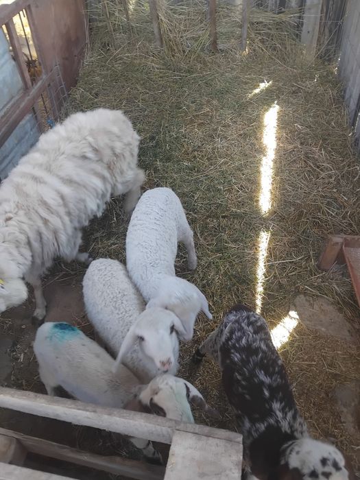De vânzare miei înțărcați