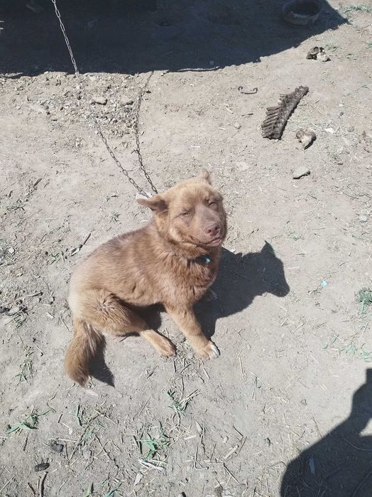 медвежьей собаки