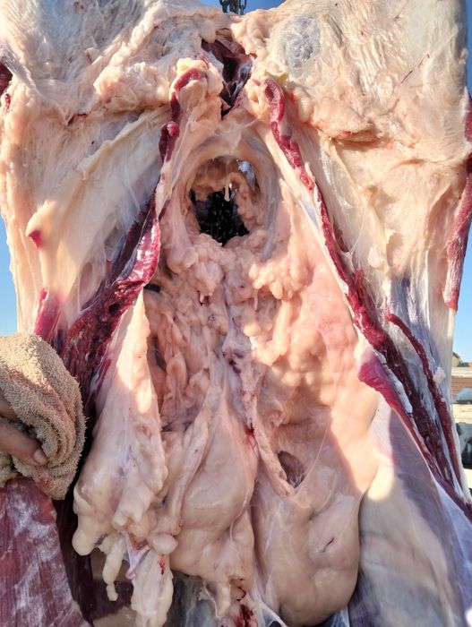 Продам быков телочек на мясо
