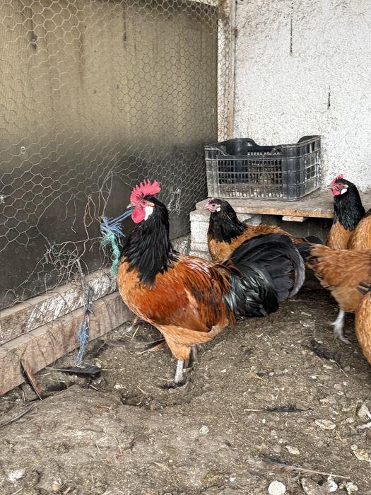 Vand cocos Vorwerk generatie 2024