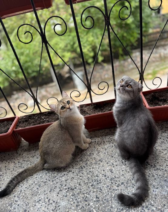 Британски котенца