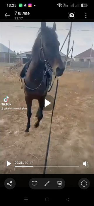 Тай сатлады самал тулпардың немересы