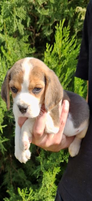 Beagle tricolor fetita