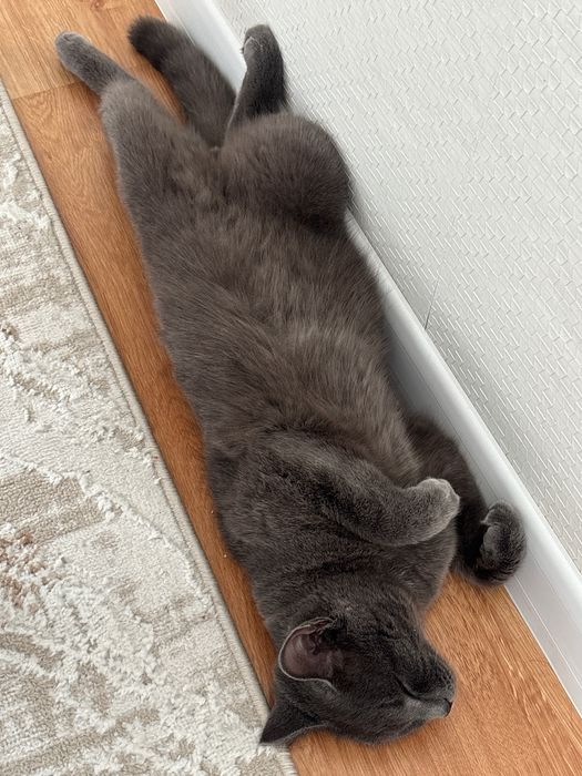 Отдам котенка в добрые руки
