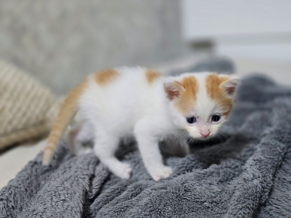 Очаровательные котята ищут дом)