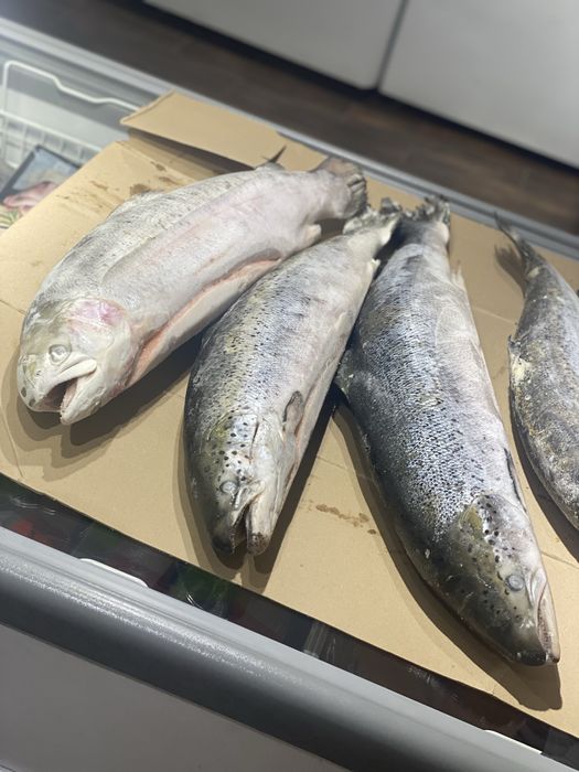 Продам семгу только опт