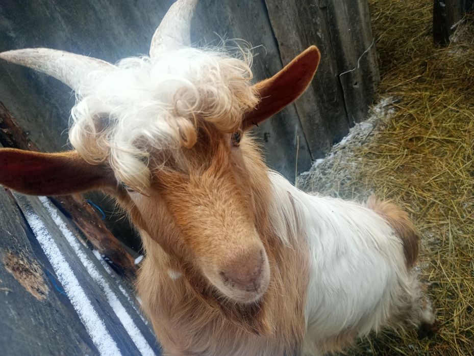 Vând țap sau schimb  mai multe detalii in privat