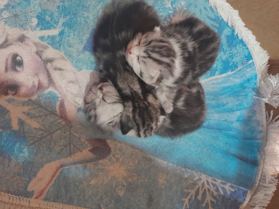 Продам шотладских котят