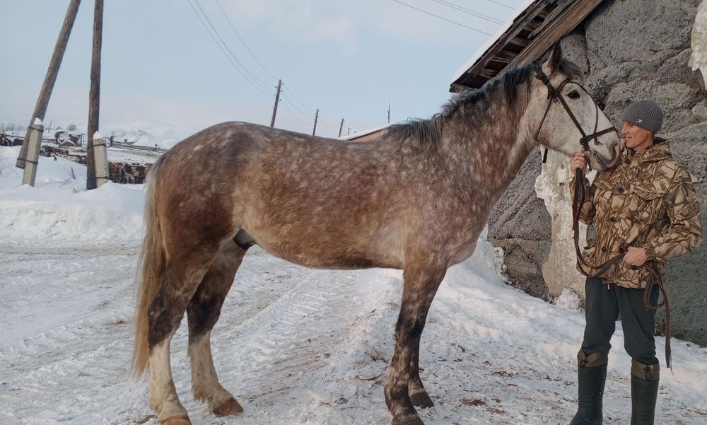 Продам мерина,4 года