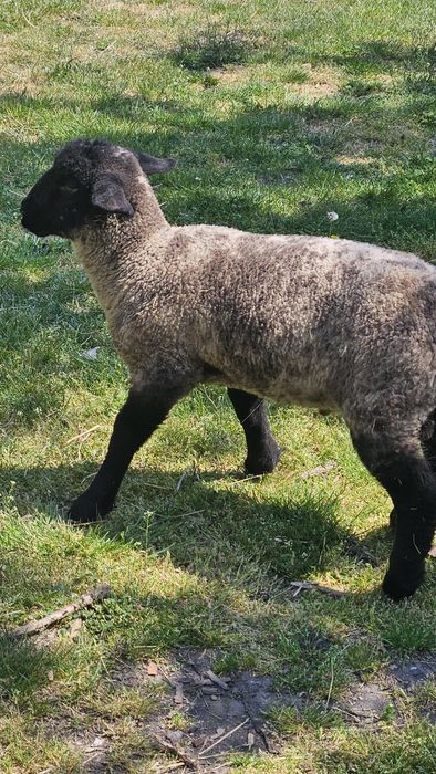 Berbecut Suffolk de vanzare