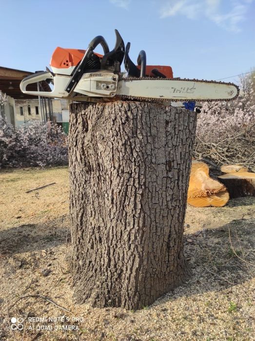 Пилим Деревьев ,Агаш кесемыз .