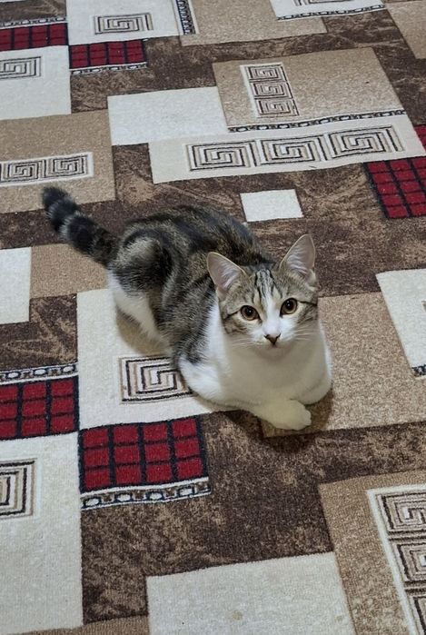 Хадияга, яхши колларга