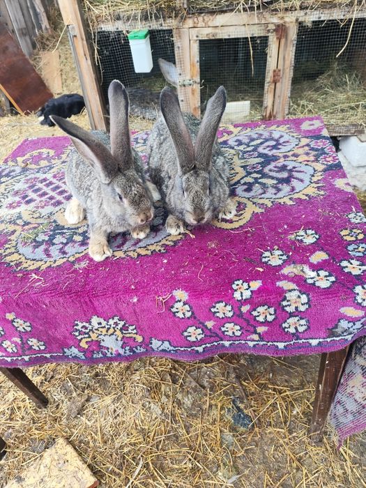 Iepuri de rasa vânzare