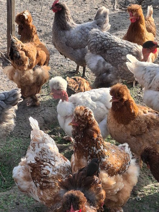 Oua incubat de vanzare