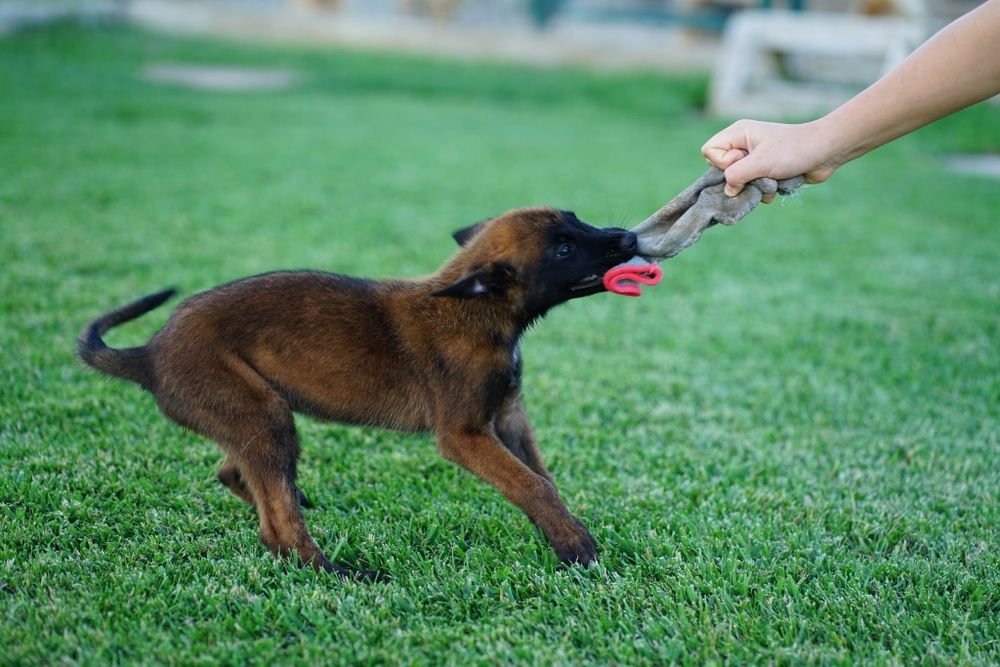 Кученца Белгийска Овчарка Малиноа
