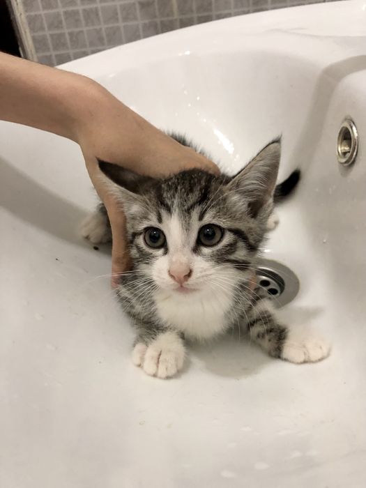 Отдам трёхмесячных котят даром Бесплатно