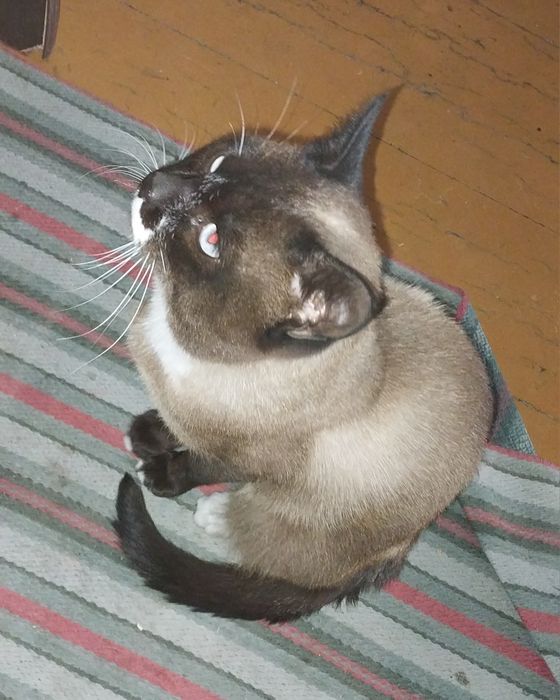 Ищем дом для кота