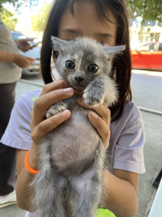 Котенок, мальчик, очень тактильный