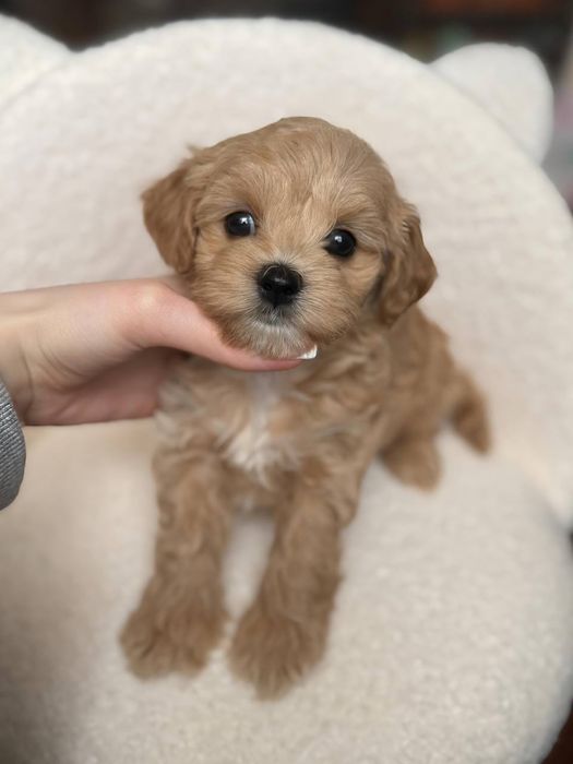 Мальтипу Микро щенки бронь