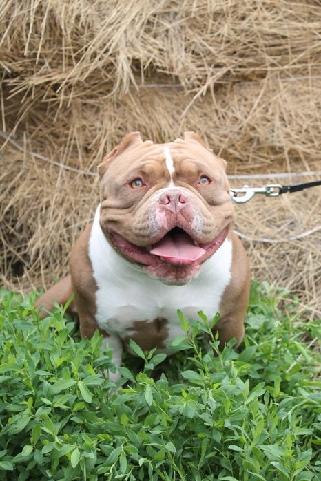 Вязка!Американский булли!