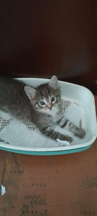 Отдам котят в добрые руки