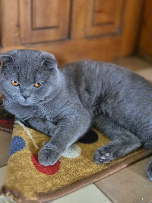 Британски котета