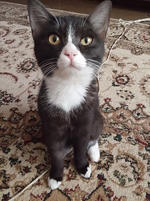 отдам даром, в добрые руки