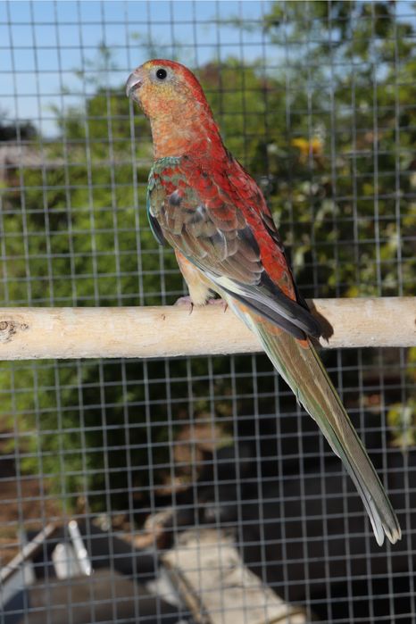 Пойни папагали Топ качество