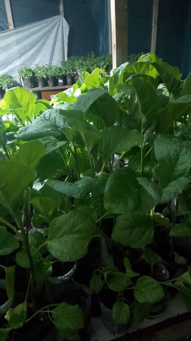 Продам рассаду овощей