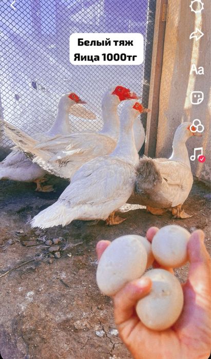 Индаутка тяж линя яица инкубатор