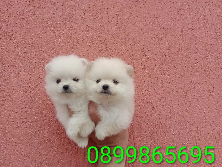 Мини Померанчета!