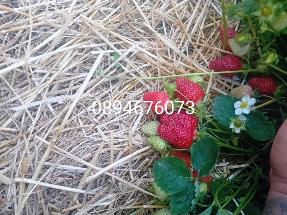 Продавам разсат ягоди