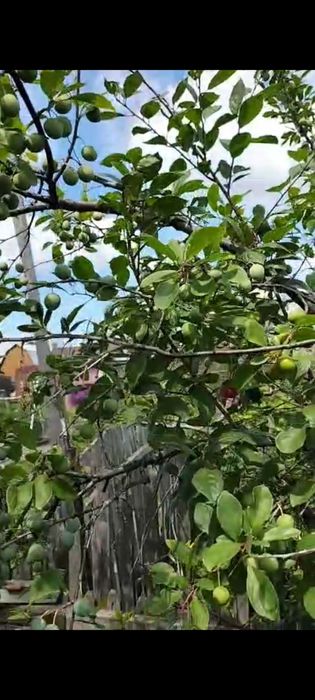 Продам дачу ПК СТ Борки