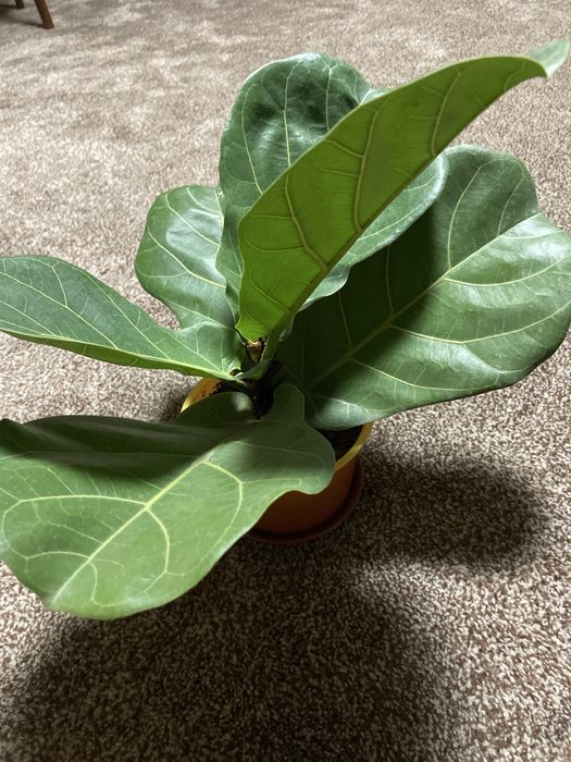 Фикусы, вьюны, молочаи, кактусы