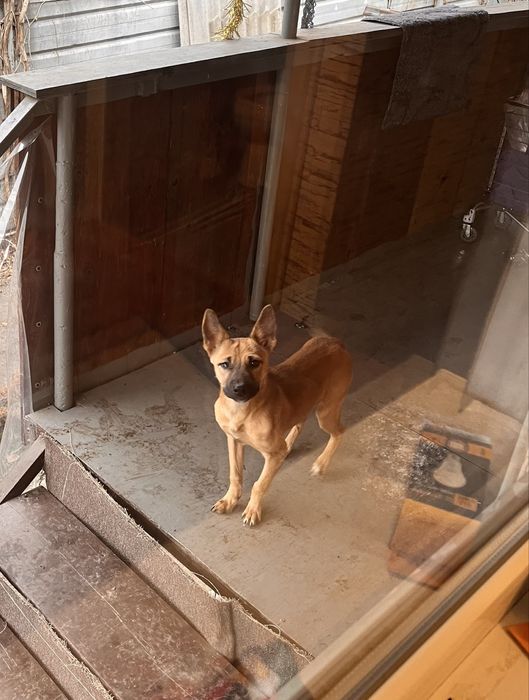 Щенята-задорные собачата