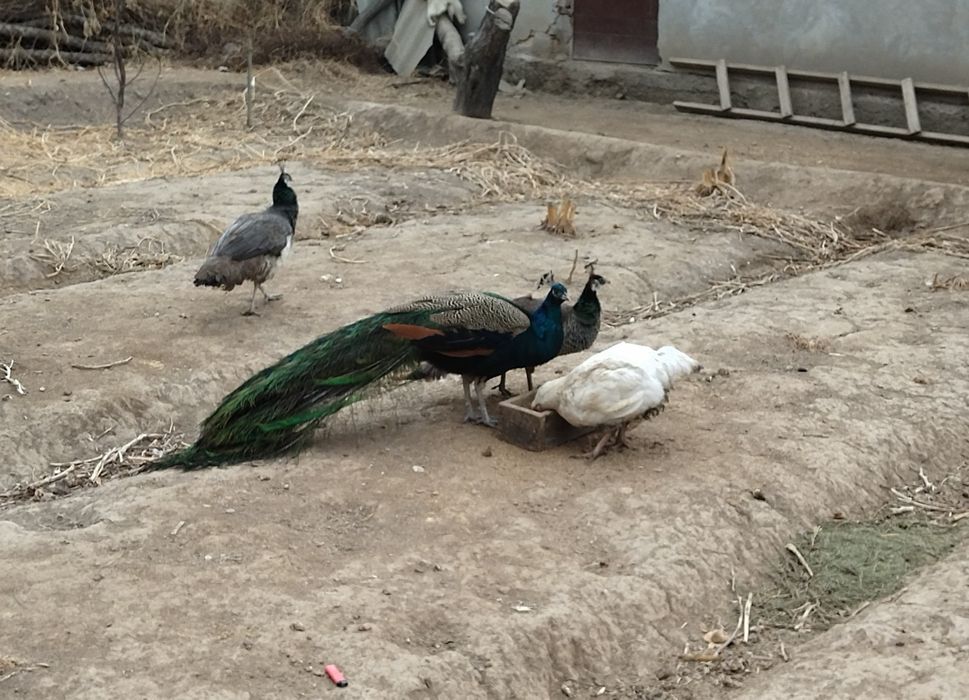 Tovus sotiladi bir par