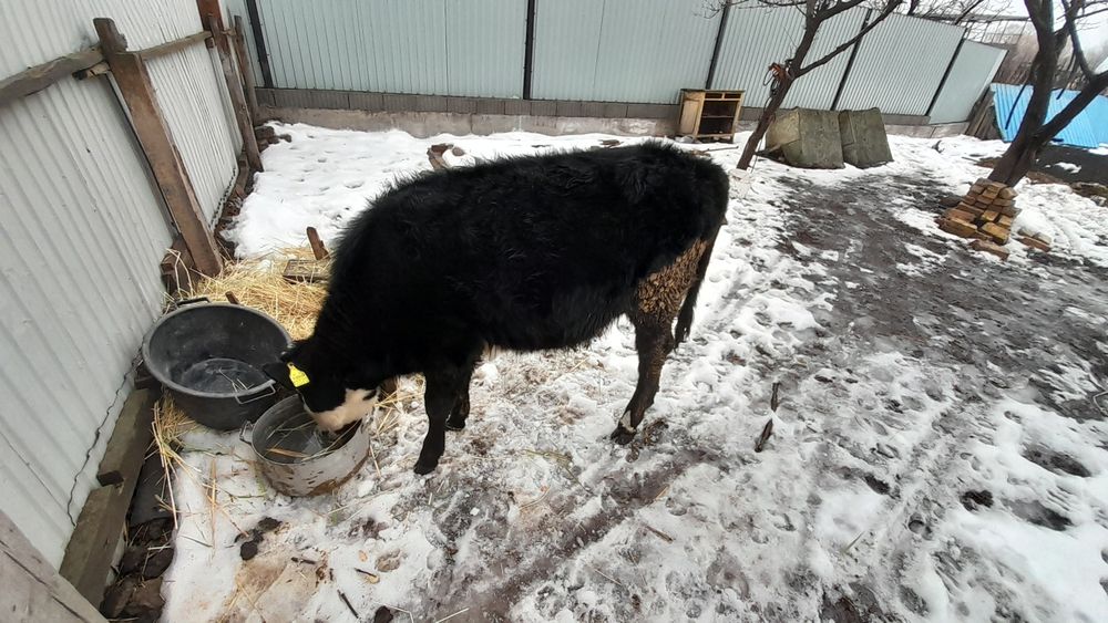 Бұзау сатылады ұршашы