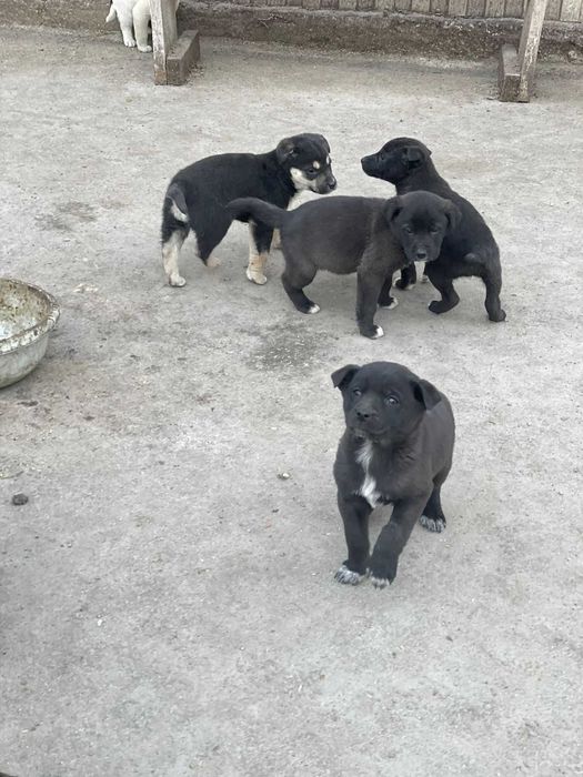 Отдадим щенят в добрые руки