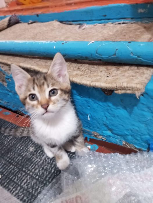Бесплатно отдам котят