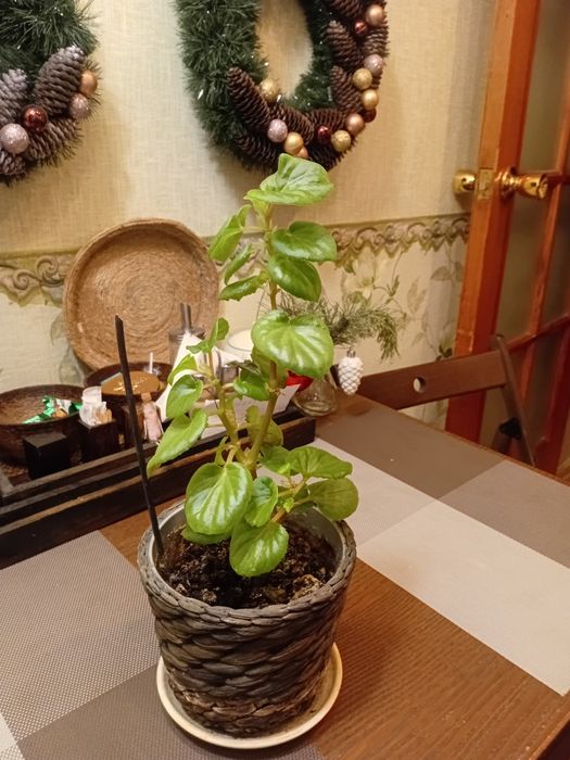 Продам комнатные цветы.