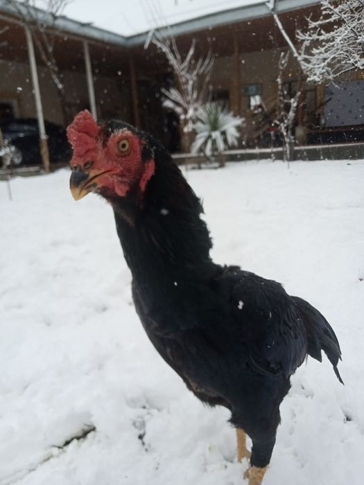 Dakandi tozasi sotiladi