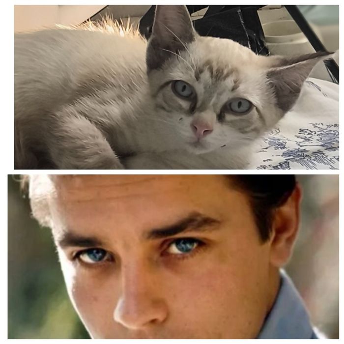 Тайский котёнок ищет дом!