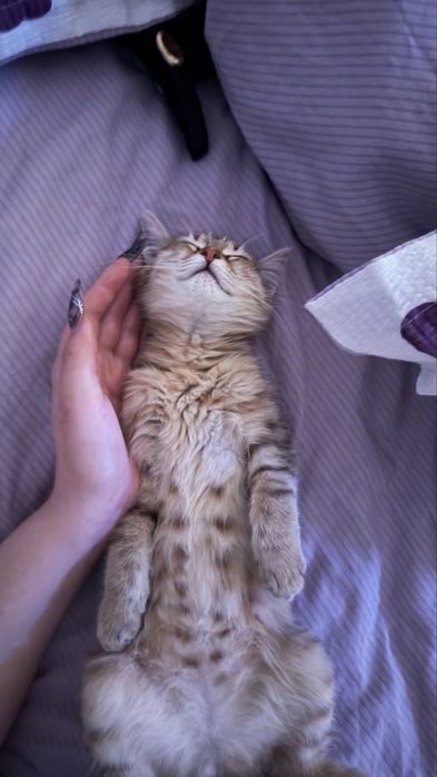 кошка бесплатно , 3 мес. девочка