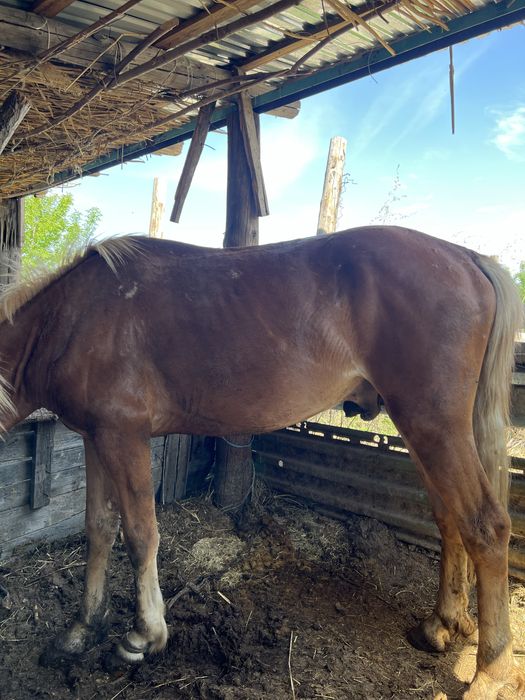 Еркек құнан САТЫЛАДЫ !