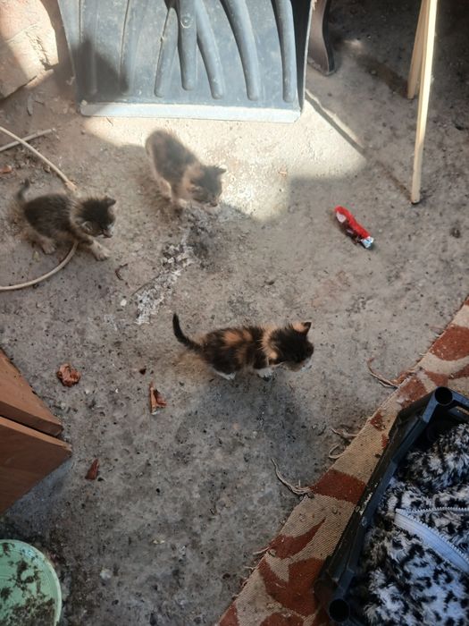 Бесплатно котята